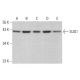 SUG1 Antibody (C-3) - Western Blotting - Image 375447 