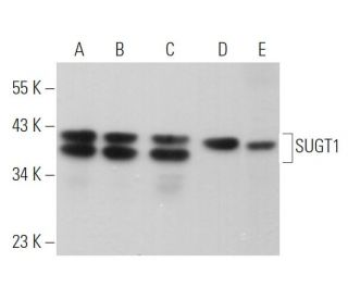 SUGT1 Antibody (B-10) - Western Blotting - Image 371221 
