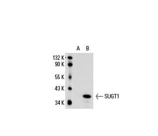 SUGT1 Antibody (YQ-R3) - Western Blotting - Image 20446