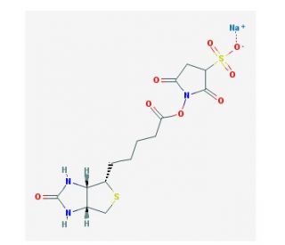Sulpho NHS biotin (CAS 119616-38-5) - chemical structure image