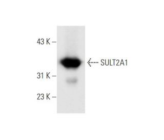 SULT2A1 Antibody (E-7) - Western Blotting - Image 66940 