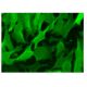 SULT2A1 Antibody (F-10) - Immunofluorescence - Image 301910