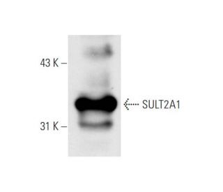 SULT2A1 Antibody (F-12) - Western Blotting - Image 66264