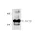 SULT2A1 Antibody (F-12) - Western Blotting - Image 66264