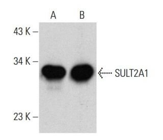 SULT2A1 Antibody (H-6) - Western Blotting - Image 364840 