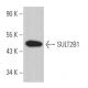 SULT2B1 Antibody (C-1) - Western Blotting - Image 364355 