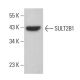 SULT2B1 Antibody (C-1) - Western Blotting - Image 382139 