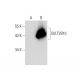 SULT2B1 Antibody (D-4) - Western Blotting - Image 135459