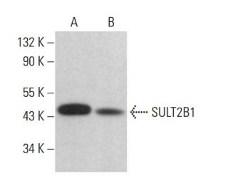 SULT2B1 Antibody (D-4) - Western Blotting - Image 382617 