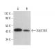 SULT2B1 Antibody (D-4) - Western Blotting - Image 382617 