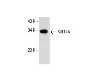 SULT4A1 Antibody (H-4) - Western Blotting - Image 158437 