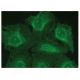 SUMF1 Antibody (A-4) - Immunofluorescence - Image 149323 