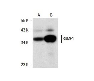 SUMF1 Antibody (A-4) - Western Blotting - Image 148762 