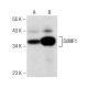 SUMF1 Antibody (A-4) - Western Blotting - Image 148762 