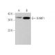 SUMF1 Antibody (A-4) - Western Blotting - Image 373508