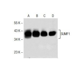 SUMF1 Antibody (B-9) - Western Blotting - Image 151746 