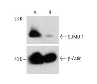 SUMO-1 HDR Plasmid (h): sc-417721-HDR. Western blot analysis of SUMO-1 expression in non-t300ransfected control (A) and pu 