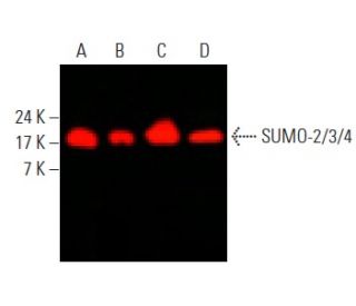 SUMO-2/3/4 Antibody (C-3) - Western Blotting - Image 396342