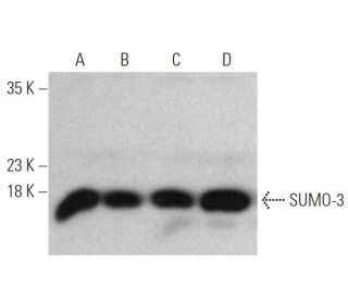 SUMO-3 Antibody (76AT630.91.31) - Western Blotting - Image 374607
