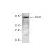 SUN2 Antibody (A-10) - Western Blotting - Image 345936 