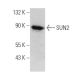 SUN2 Antibody (A-10) - Western Blotting - Image 366675