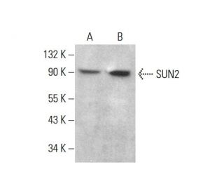 SUN2 Antibody (A-10) - Western Blotting - Image 376362 
