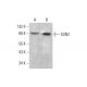 SUN2 Antibody (A-10) - Western Blotting - Image 376362 