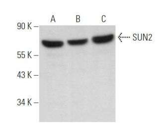 SUN2 Antibody (G-5) - Western Blotting - Image 374484 
