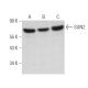 SUN2 Antibody (G-5) - Western Blotting - Image 374484 