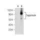 Suppressin Antibody (A-7) - Western Blotting - Image 155677