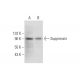 Suppressin Antibody (A-7) - Western Blotting - Image 304330 