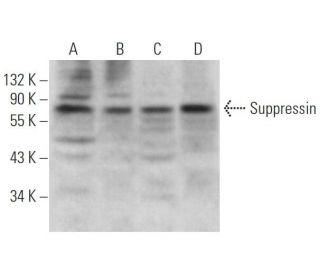 Suppressin Antibody (A-7) - Western Blotting - Image 374934 