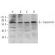 Suppressin Antibody (A-7) - Western Blotting - Image 374934 