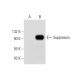 Suppressin Antibody (C-8) - Western Blotting - Image 304329