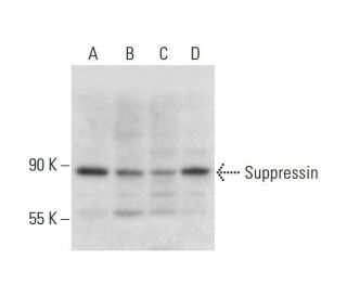Suppressin Antibody (C-8) - Western Blotting - Image 317990 