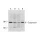 Suppressin Antibody (C-8) - Western Blotting - Image 317990 