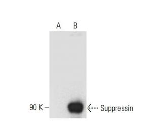 Suppressin Antibody (E-5) - Western Blotting - Image 317989 