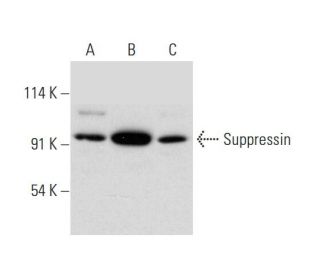 Suppressin Antibody (E-5) - Western Blotting - Image 318072 