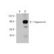 Suppressin Antibody (F-7) - Western Blotting - Image 344300 