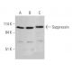 Suppressin Antibody (F-7) - Western Blotting - Image 364927