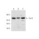 Sur-8 Antibody (D-8) - Western Blotting - Image 332739