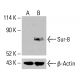 Sur-8 Antibody (D-8) - Western Blotting - Image 415705