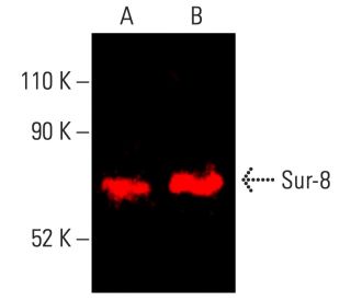 Sur-8 Antibody (E-4) - Western Blotting - Image 402143 