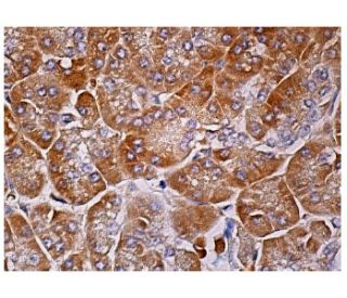 SURF-1 Antibody (E-7) - Immunohistochemistry - Image 158132 
