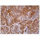 SURF-1 Antibody (E-7) - Immunohistochemistry - Image 158132 