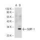 SURF-1 Antibody (E-7) - Western Blotting - Image 55477 