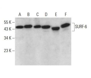 SURF-6 Antibody (A-5) - Western Blotting - Image 376669 