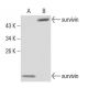 survivin Antibody (2H5H2) - Western Blotting - Image 137459 