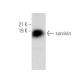 survivin Antibody (2H5H2) - Western Blotting - Image 360456 
