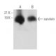 survivin Antibody (2H5H2) - Western Blotting - Image 360459
